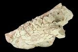 Oreodont (Merycoidodon) Jaw Section - South Dakota #146172-2